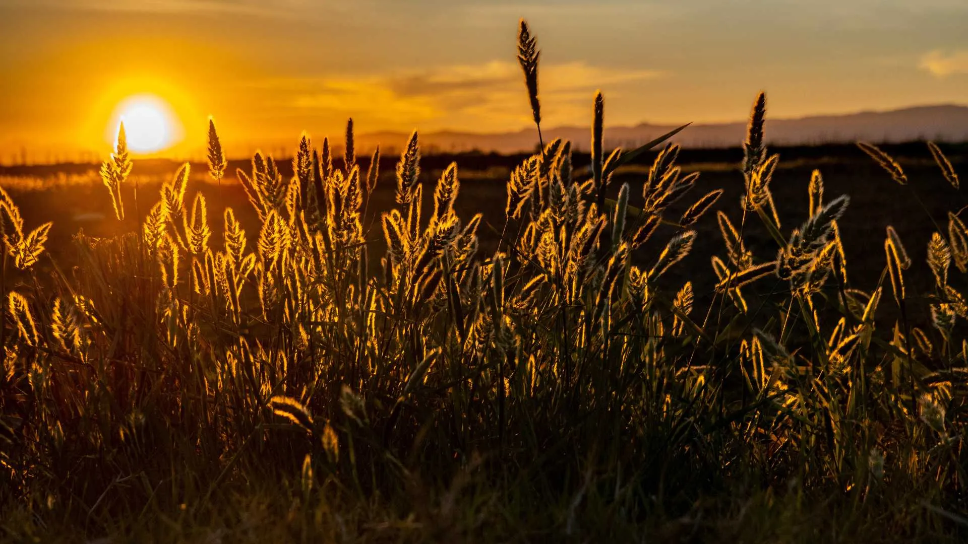 La posta de sol sobre la marjal de Sollana, vista entre els arrossars